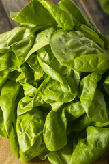 Raw Green Organic Boston Butter Lettuce