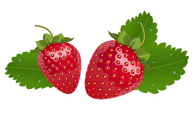 Vector realistic strawberries with leaves. Two isolated berries in white background
