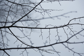 Branches against the background of fog