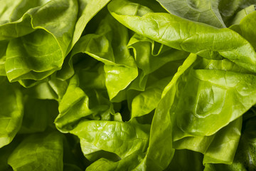 Raw Green Organic Boston Butter Lettuce