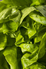 Raw Green Organic Boston Butter Lettuce