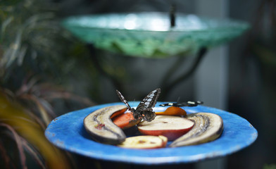 butterfly sitting on fruits