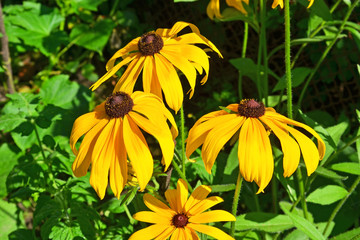 Yellow rudbeckia flower