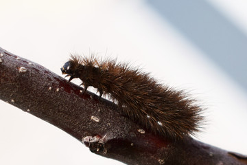 Гусеница вредитель на ветке яблони