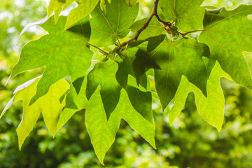 beautiful leaves at the mountain