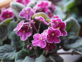 purple saintpaulia flower