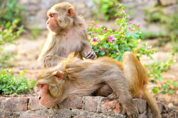 Monkey sitting in Swayambhunath monkey temple in Nepal