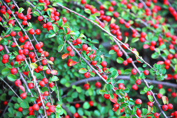 Cotoneaster horizontalis plant