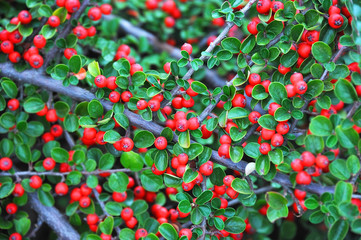 Obraz premium Cotoneaster horizontalis plant