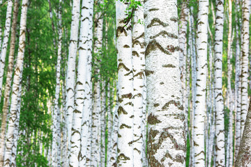 summer in sunny birch forest