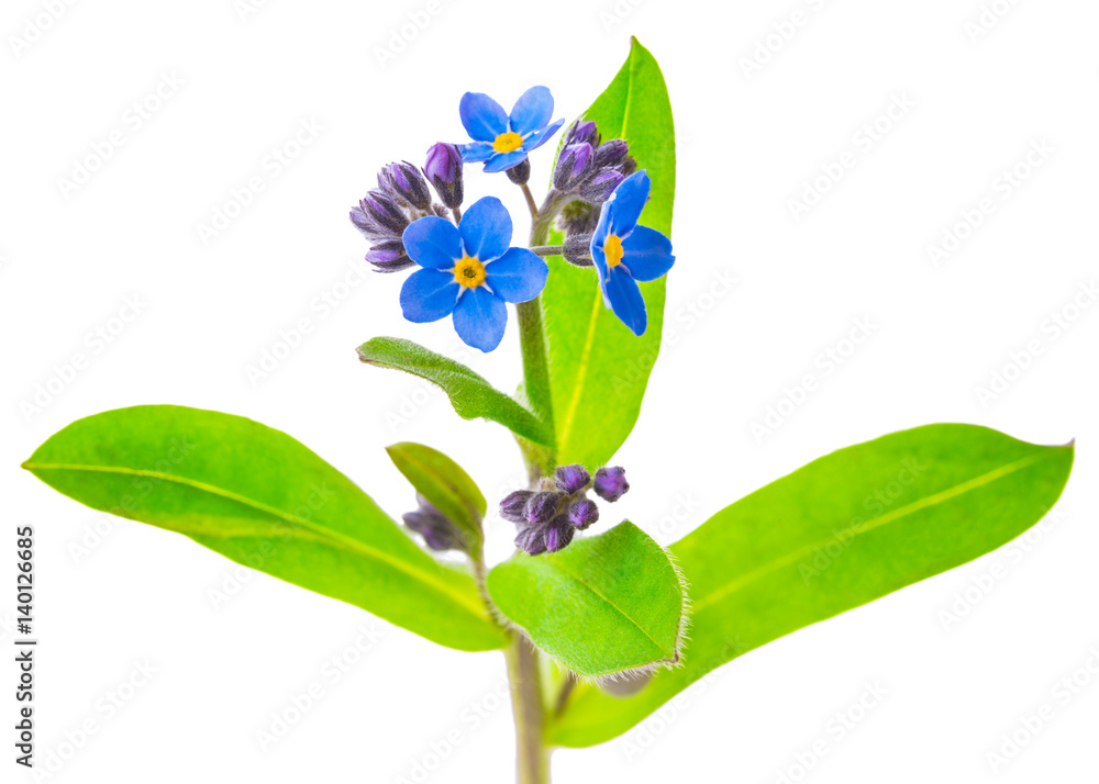 Wall mural forget-me-not flowers isolated on white background 1:1 macro lens shots