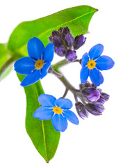 Fototapeta premium forget-me-not flowers isolated on white background 1:1 macro lens shots