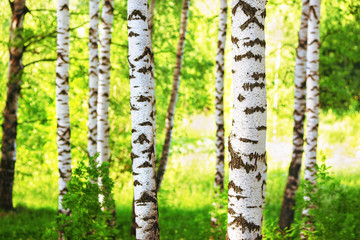 summer in sunny birch forest