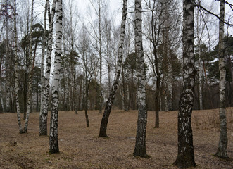 Obraz premium Beautiful spring landscape: birch grove 