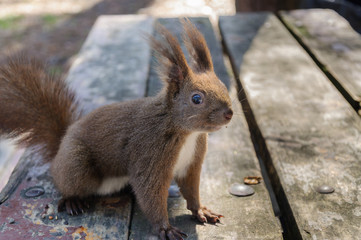Naklejka na ściany i meble squirrel sits on the wooden bench