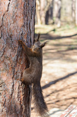 brown squirrel on the pine tree