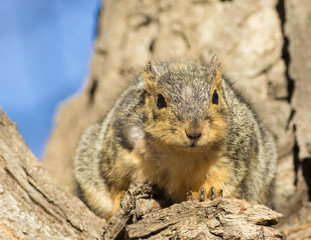 Friendly squirrel - Colorado