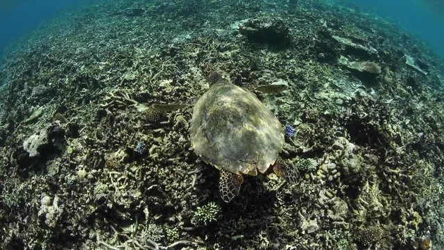 Hawksbill Sea Turtle Swimming in Indonesia