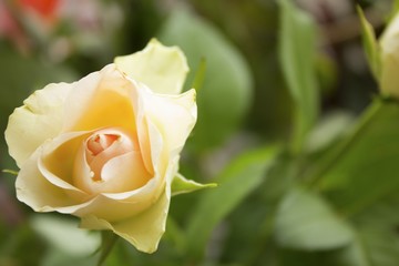 Gift lone pink rose in green leaves for her