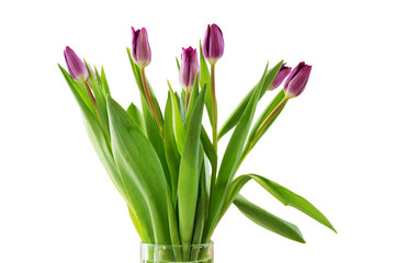 Bouquet of spring flowers, purple or lilac tulips. Isolated, white background.