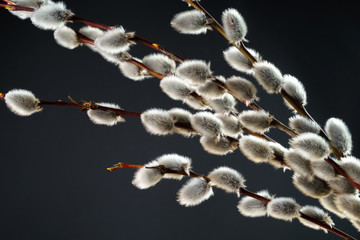 Pussy willow branches on dark background closeup