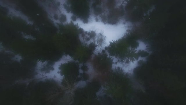 Aerial Shot of a Winter Forest. Snow Lying on the Ground and Fog is Visible. Shot on 4K (UHD) Camera.