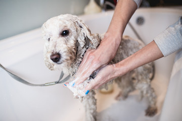 White poodle at grooming salon having bath. Selective focus on groomer's hands.