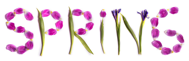 Title Spring from beauteous pink tulips.