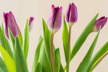 Bouquet of spring flowers, purple or lilac tulips.