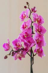 Pink flowers phalaenopsis orchid tropical plant.