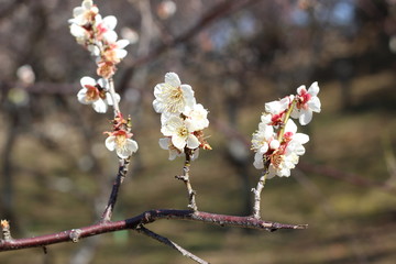 白い南高梅の花