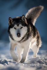 Husky portrait with village and mountains in background. Georgia, Gudauri