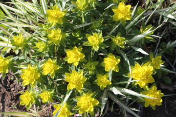 Cushion spurge (Euphorbia polychroma) in the garden