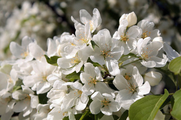 White flowers of the apple tree, illuminated by the sun