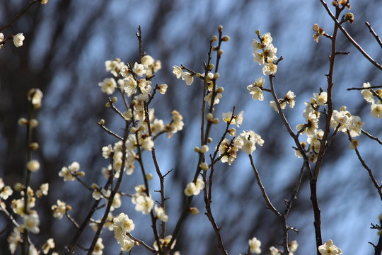 3 Best 南高梅 Images Stock Photos Vectors Adobe Stock