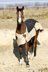 Portrait of thoroughbred saddle horse in bridle and blanket at animal farm