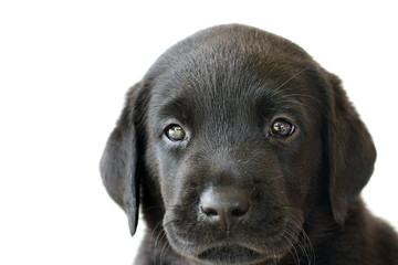 Black Labrador Puppy Close Up Face White Background Cute