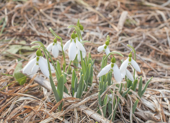 Galanthus nivalis, common snowdrop in bloom, early spring bulbous flowers