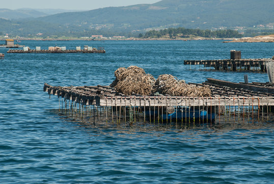 Vats for mussel farming in O Grove 