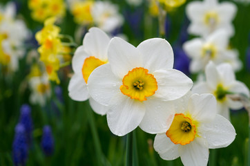 White and yellow daffodils in a park © Sabine Hortebusch