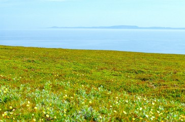 Weiße Silberwurz (Dryas octopetala), Nationalblume Islands, blüht am Öxarfjörður, im Hintergrund die Halbinsel Melrakkasletta / Melrakkaslétta, Norðurland eystra, Island / Iceland, Europa 