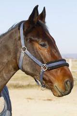 Obraz premium Portrait of thoroughbred saddle horse in bridle and blanket at animal farm