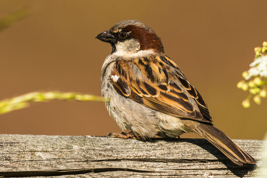 House sparrow
