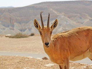 Wild goat Capra in the Negev Desert of Israel.