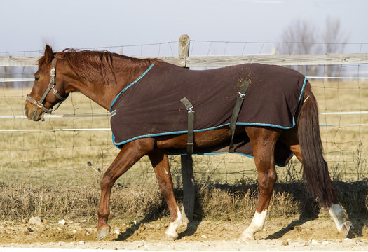 Stallion on winter blanket on horse farm on sunny winter day