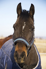 Head shot of a young purebred saddle horse in winter blankets