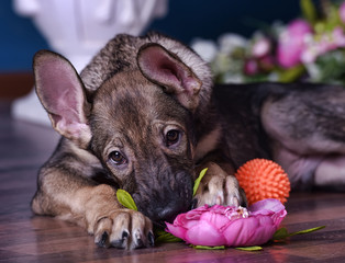 Cute puppy lying on the floor with flowers