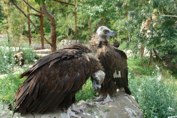 Condor