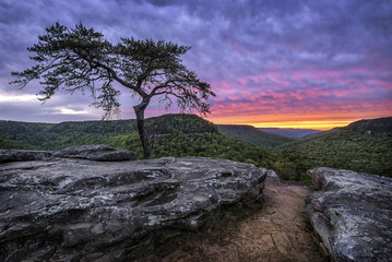 Summer sunset, lone pine tree, Fall Creek Falls State Park Tennessee