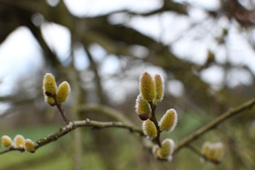 Branches of a willow in spring